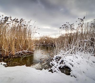 Boddenufer Born - Winter